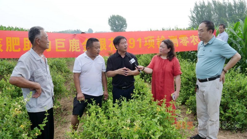 碳氢科技核肥技术助力巨鹿县金银花种植户零农残喜茯丰收